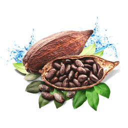 Cocoa