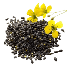 Canola