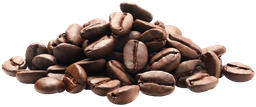 Coffee Arabica