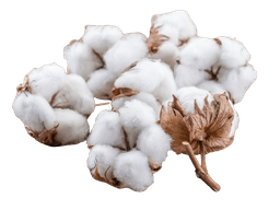 Cotton