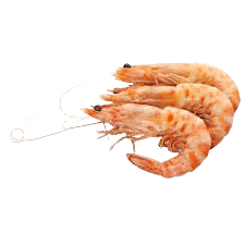 Shrimp