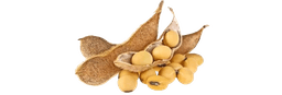Soybeans