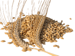 Barley