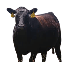 Cattle