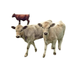 Feeder Cattle