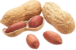 Groundnuts