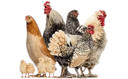 Poultry